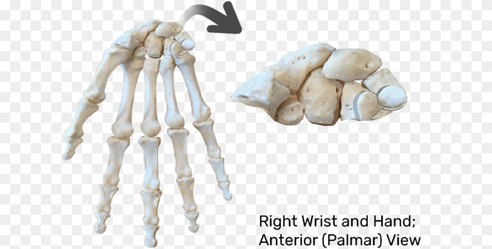 Anterior View Of Skeleton Carpels Bone, Ct Scan Png