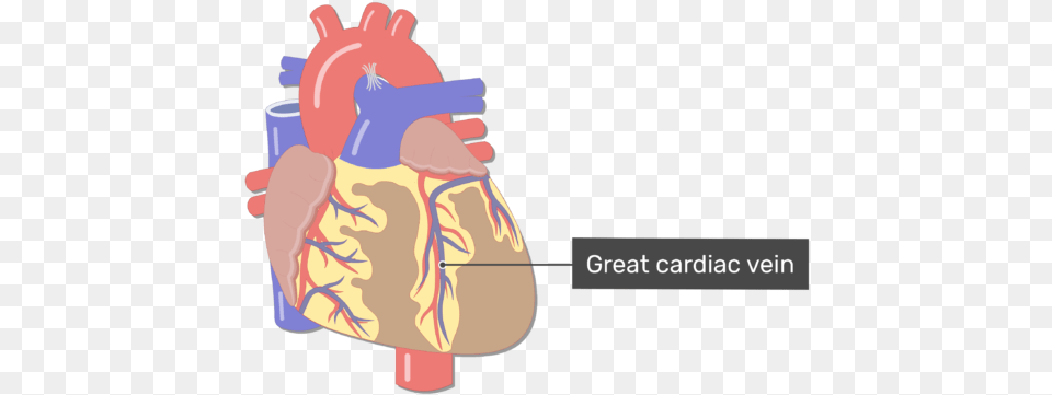 Anterior View Of The Great Cardiac Vein Of The Heart Coronary Artery, Ammunition, Grenade, Weapon, Body Part Png