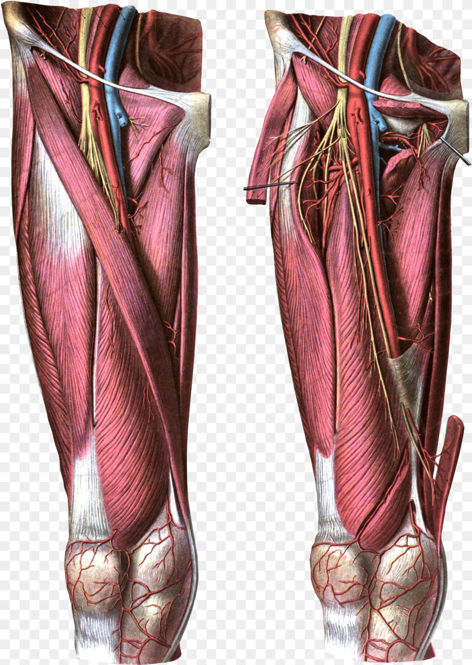 Anterior View Of The Thigh Femoral Artery, Body Part, Person, Torso, Adult Free Png