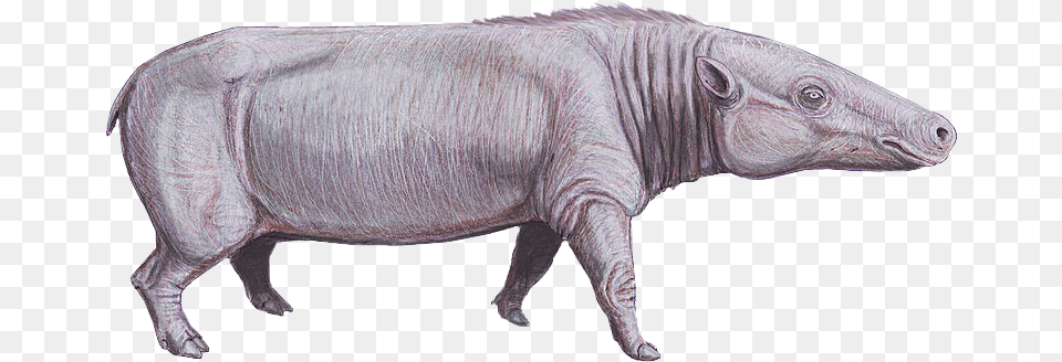 Anthracotherium Cropped Anthracotherium Magnum, Animal, Mammal, Pig, Hog Png Image