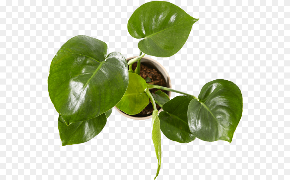 Anthurium, Flower, Leaf, Plant, Potted Plant Png