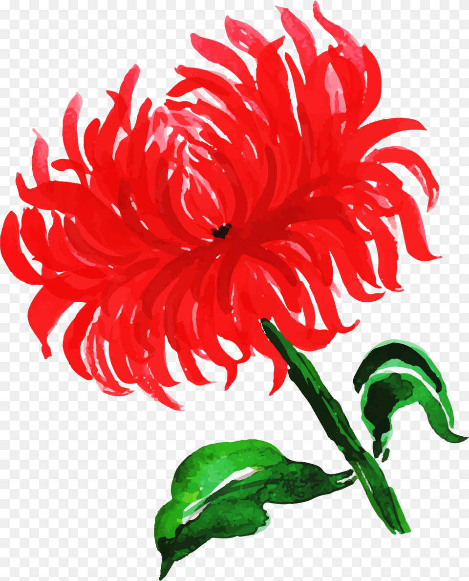 Anthurium, Dahlia, Flower, Plant, Daisy Png Image