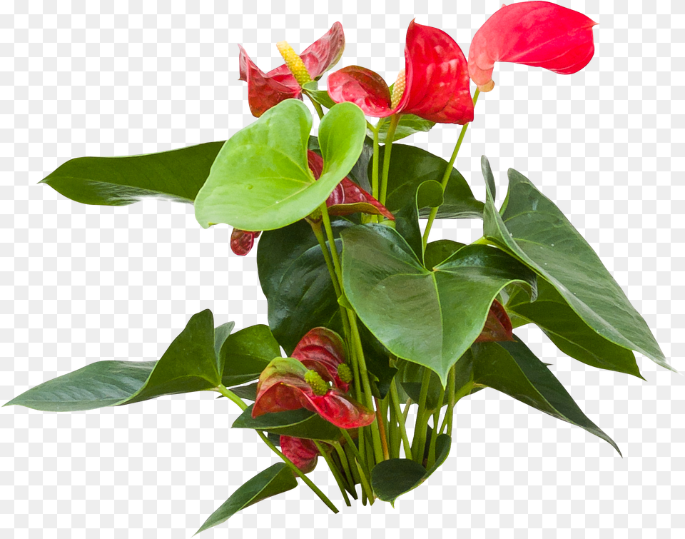 Anthurium, Flower, Flower Arrangement, Plant Free Png