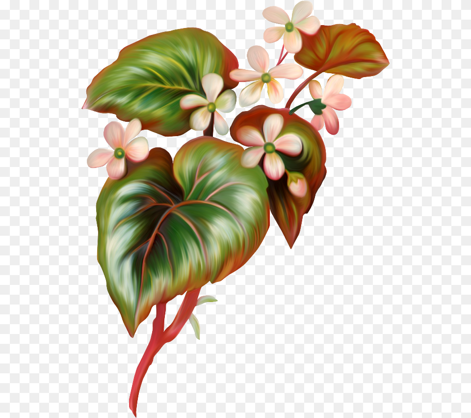 Anthurium, Flower, Plant, Art, Graphics Free Png