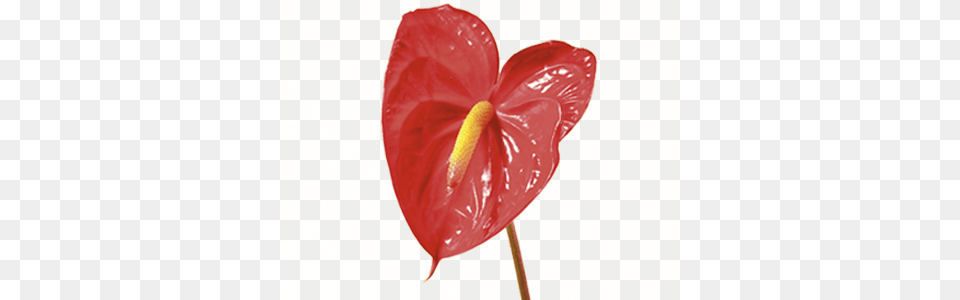 Anthurium Anthurium Flower, Plant, Food, Ketchup Free Png