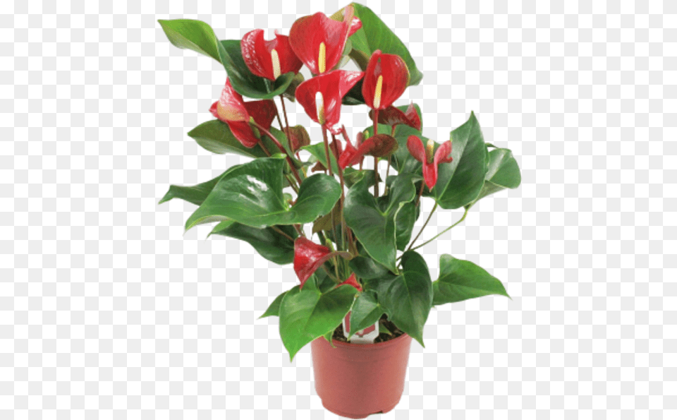 Anthurium Dynamite Red Anthurium Dynamite Red, Flower, Plant, Flower Arrangement Free Transparent Png