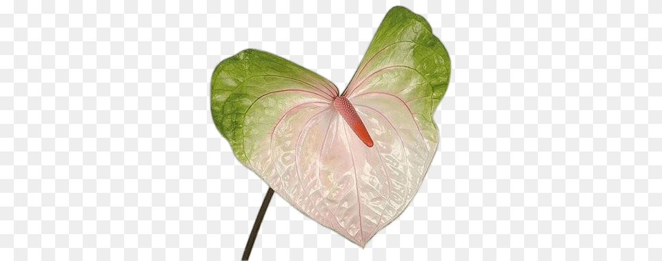 Anthurium Flower, Plant, Animal, Insect, Invertebrate Free Transparent Png