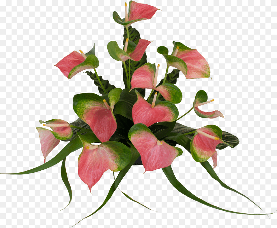 Anthurium Flower Real Pink Clipart Full Size Clipart Anthuriums Flower Flower Arrangement, Plant Free Transparent Png