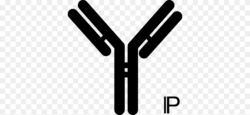 Anti Active Caspase Antibody, Gray Free Transparent Png