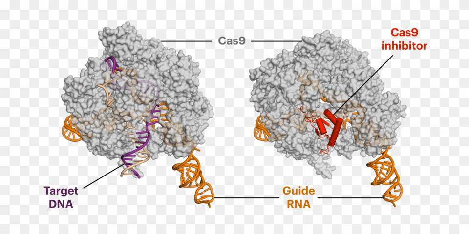 Anti Crispr Proteins Decrease Off Target Side Effects Anti Crispr Protein Structure, Chart, Plot, Animal, Bee Free Transparent Png
