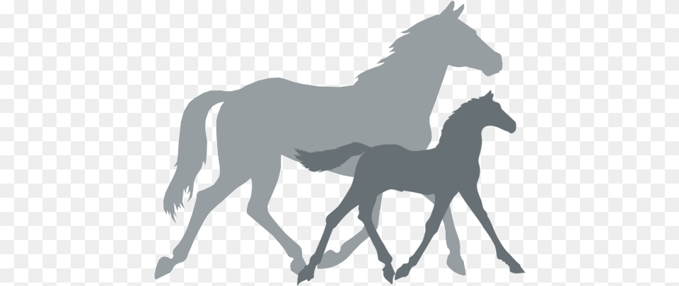 Anti Horse Racing, Animal, Colt Horse, Mammal, Foal Free Transparent Png