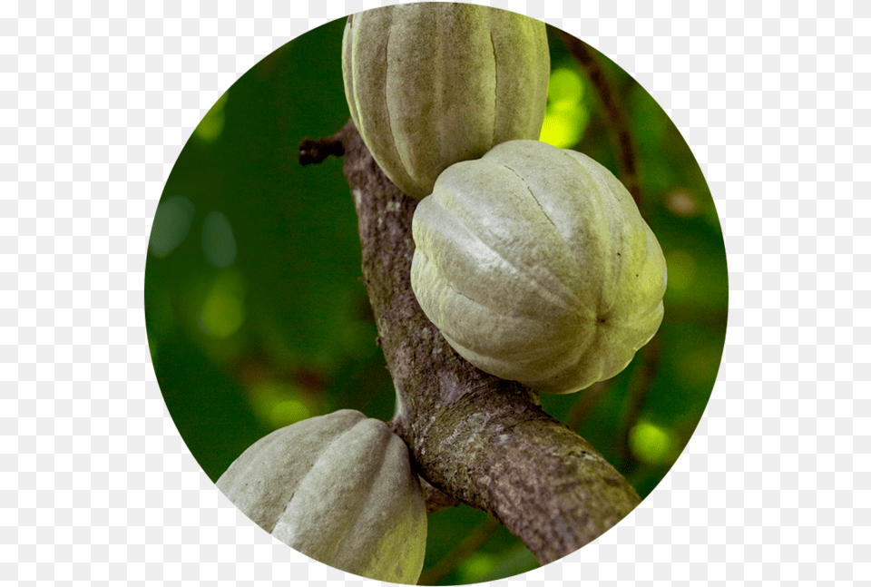 Anti Inflammatory Tomatillo, Cocoa, Dessert, Food, Plant Png