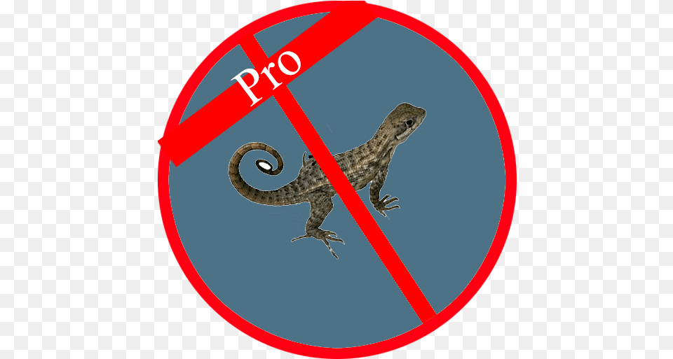 Anti Lizard 10 Download Android Apk Aptoide Animal Figure, Anole, Gecko, Reptile, Wildlife Png Image