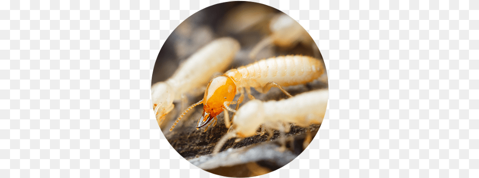 Anti Termite Do Termites Look Like, Animal, Insect, Invertebrate Png