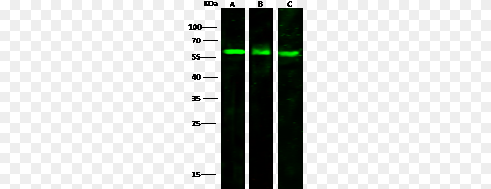 Anti Vnn2 Antibody Images, Nature, Night, Outdoors, Sky Free Png