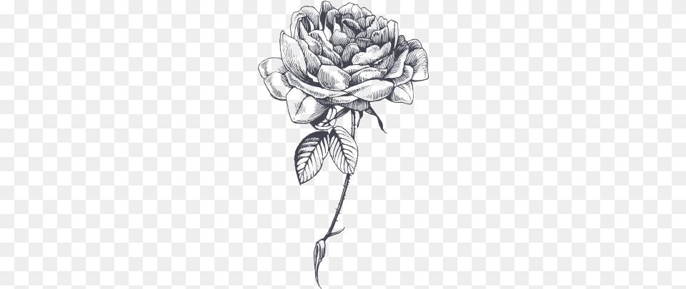 Antibacterial And Antiseptic Rose Flower For Oily Rose Sketch, Art, Drawing, Person, Plant Free Png