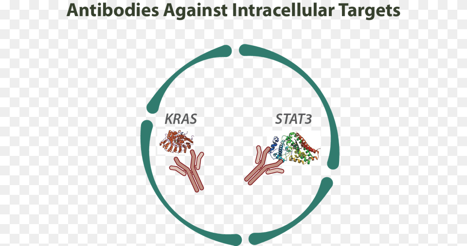 Antibodies Against Intracellular Targets Intracellular Antibodies, Hoop, Ct Scan Png Image