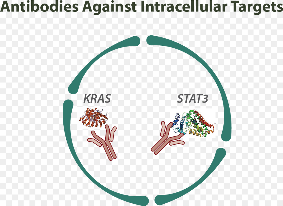 Antibodies Against Intracellular Targets La Cell Internalize Antibody, Hoop Free Png