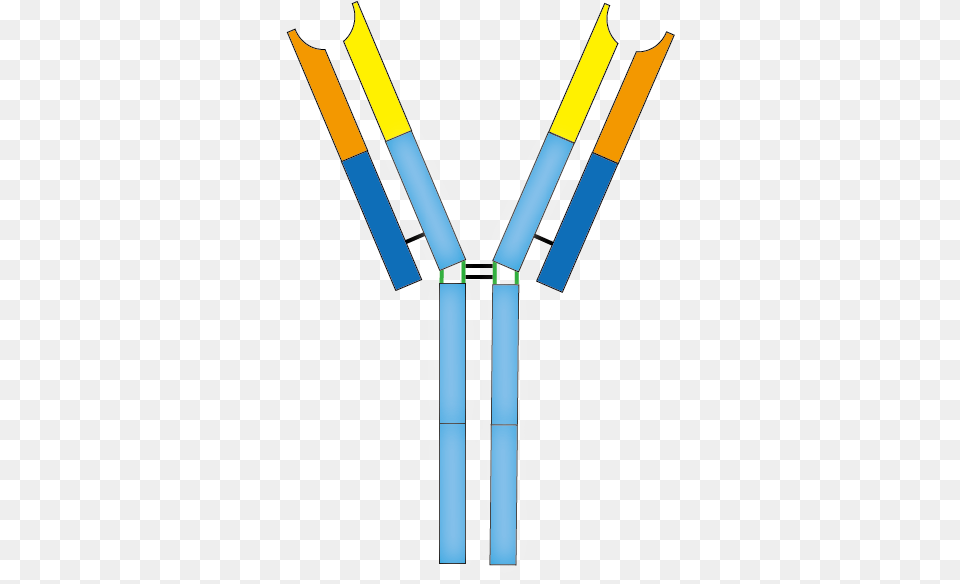 Antibody Clipart Antibody Transparent, Person Png