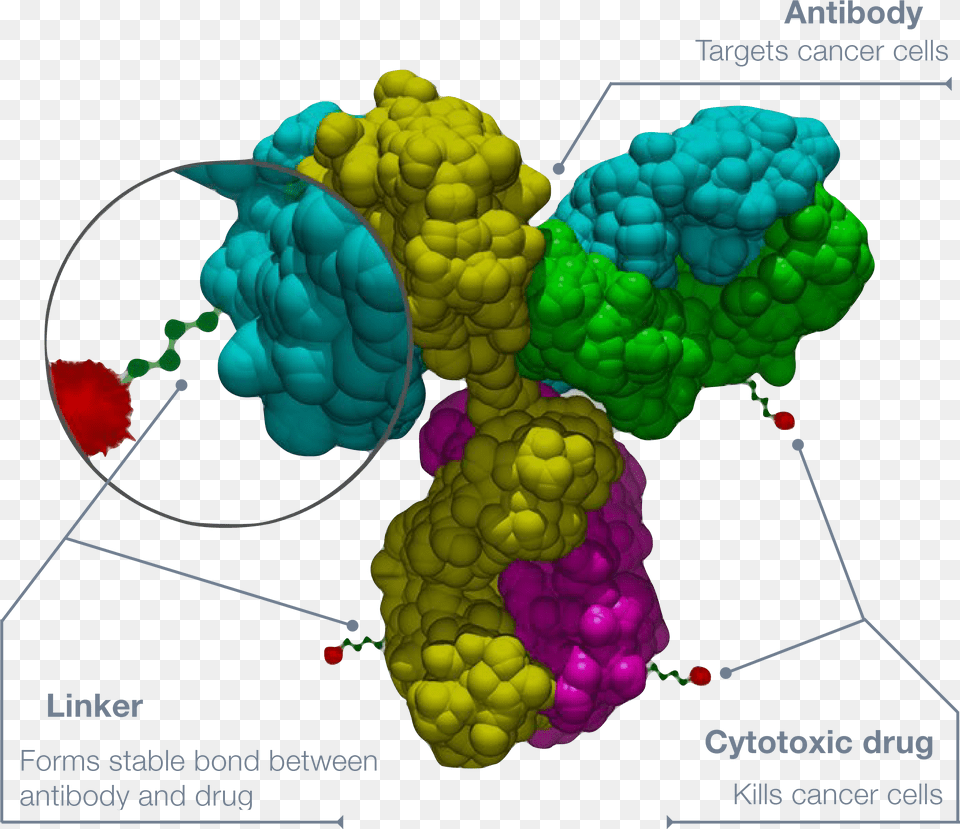 Antibody Drug Conjugate Structure Antibody Drug Conjugate, Pattern, Cauliflower, Food, Plant Png