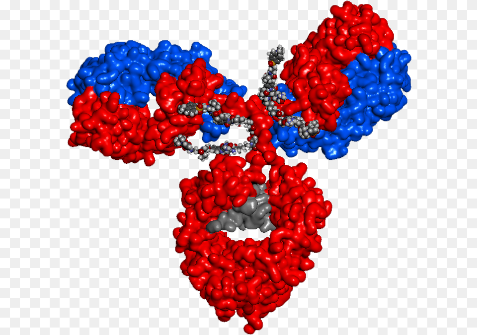Antibody Drug Conjugates Antibody Drug Conjugate 3d, Accessories, Pattern, Jewelry, Necklace Free Png