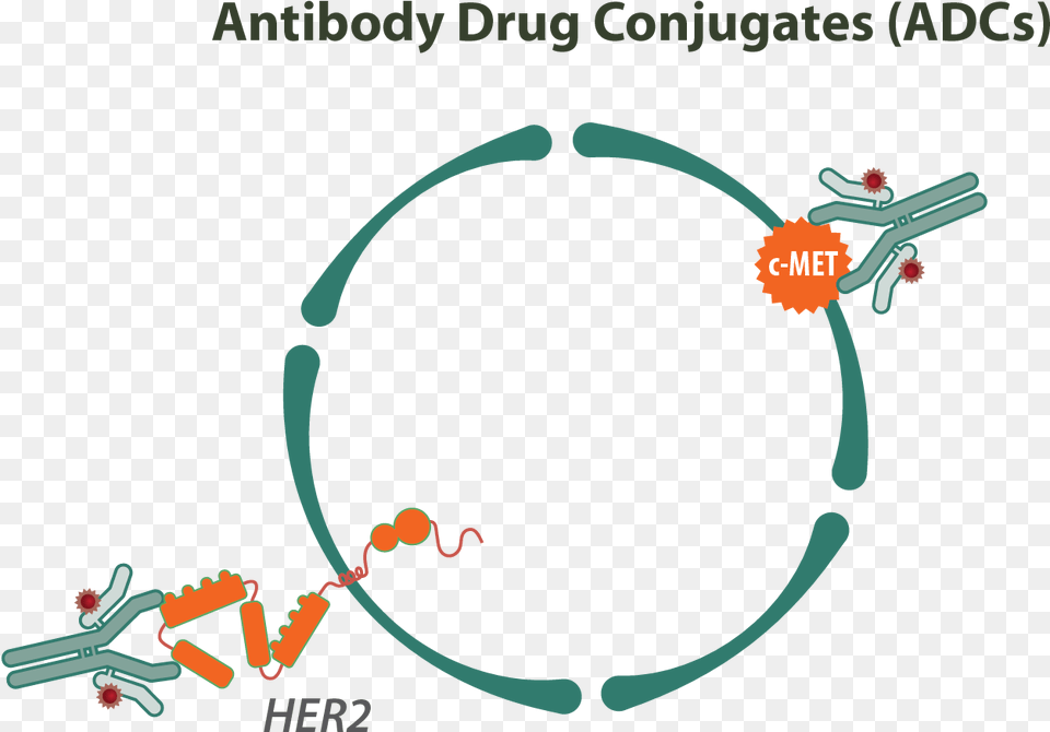 Antibody Drug Conjugates Antibody Drug Conjugates Therapeutics, Animal, Fish, Sea Life, Shark Free Png Download