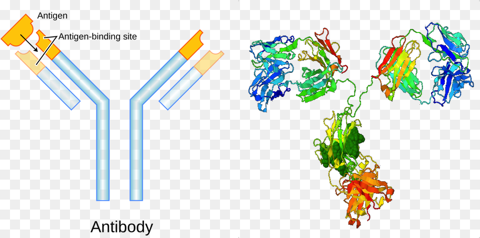 Antibody For Kids, Art, Graphics, Light, Neon Free Png