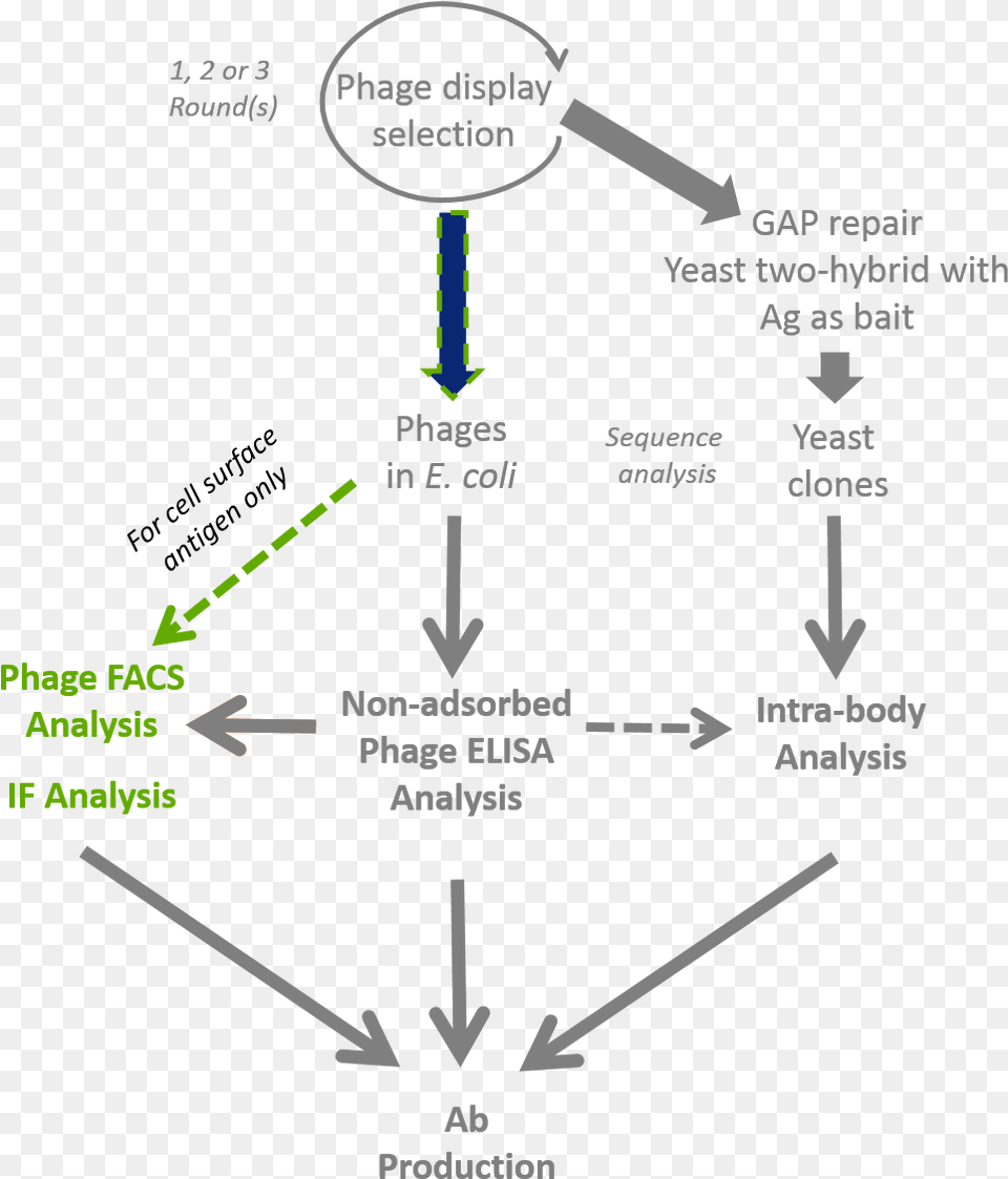 Antibody Phage Display Selection Amp Iffacs Validation Synthetic Phage, Chart, Plot, Electronics, Hardware Free Png Download