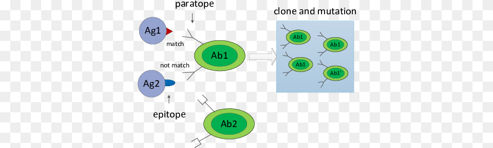 Antigen Recognition Clone And Mutation Of Antibody Antibody, Diagram Free Transparent Png