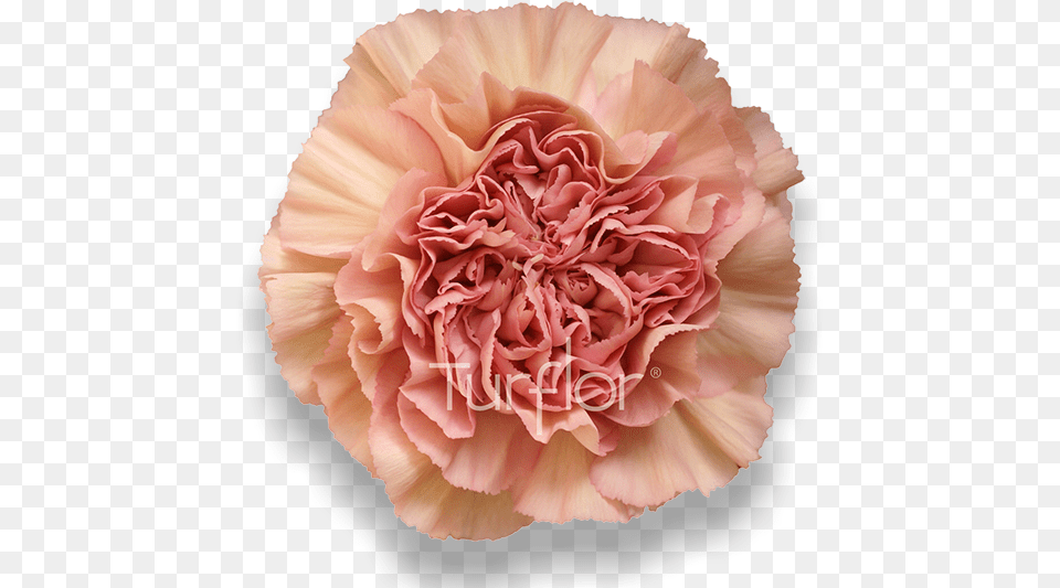 Antigua Carnation, Flower, Plant, Rose Free Png