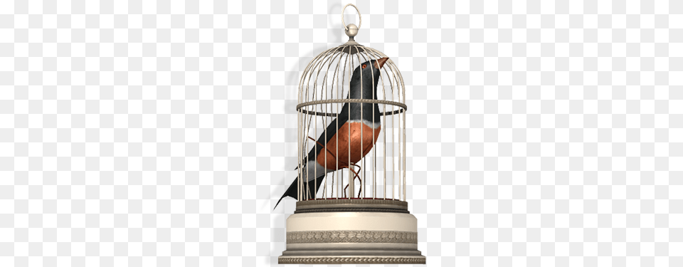Antique Bird Cage Bird In A Cage, Animal, Finch Free Png Download