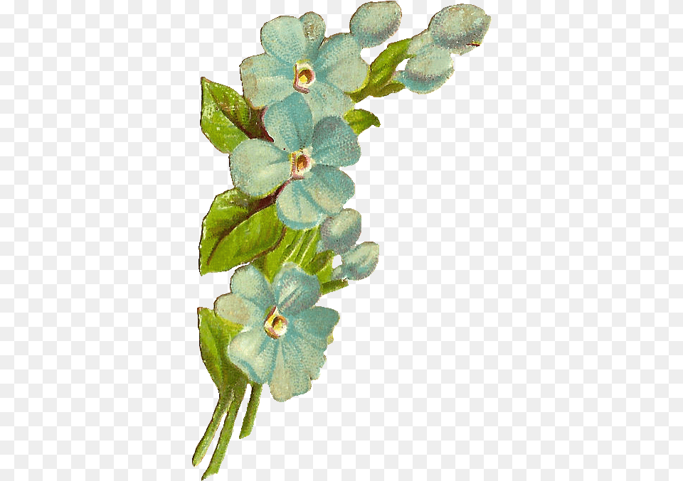 Antique Blue Flower, Acanthaceae, Plant, Orchid, Petal Free Transparent Png