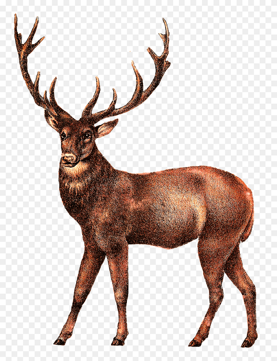 Antique Deer Image, Animal, Antelope, Elk, Mammal Png