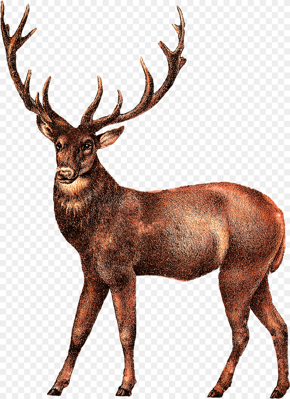Antique Deer Image Elk, Animal, Antelope, Mammal, Wildlife Free Png Download