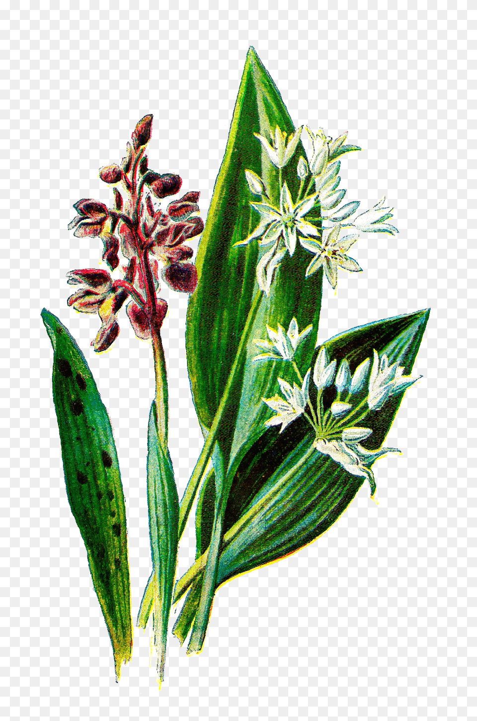Antique Digital Botanical Flower Download Of Wildflower, Plant, Leaf, Sprout, Bud Free Transparent Png