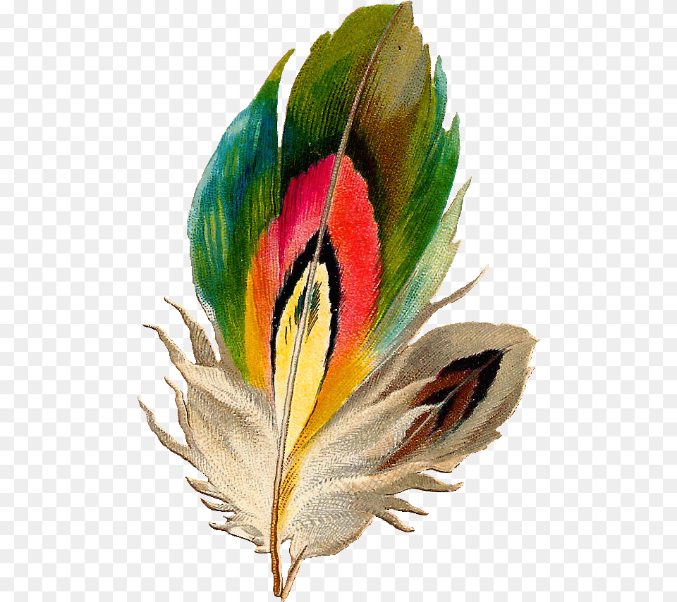 Antique Feather Graphic Beautiful Bird Feather Clip Feather Clip Art, Leaf, Plant, Graphics, Accessories Png Image
