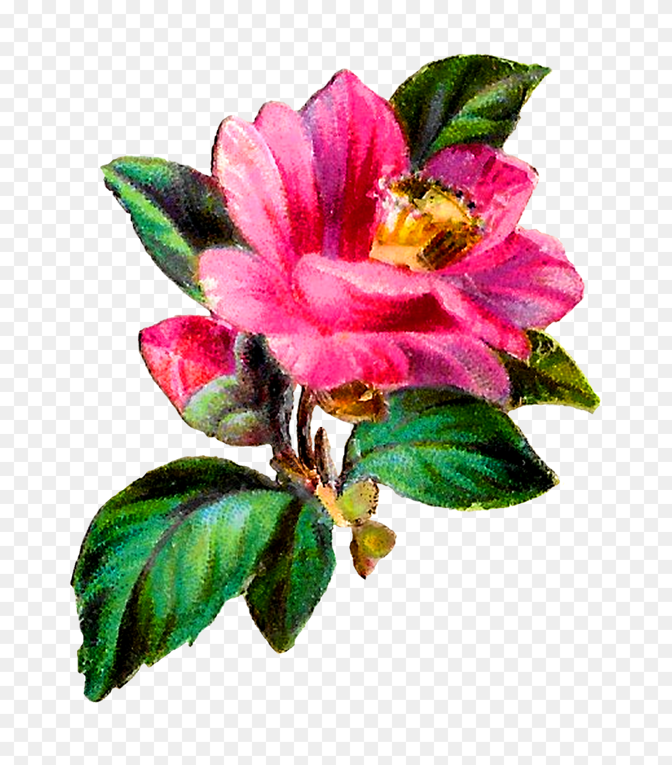 Antique Flower Transfer Craft Pink Camellia Botanical, Acanthaceae, Pollen, Plant, Petal Free Transparent Png