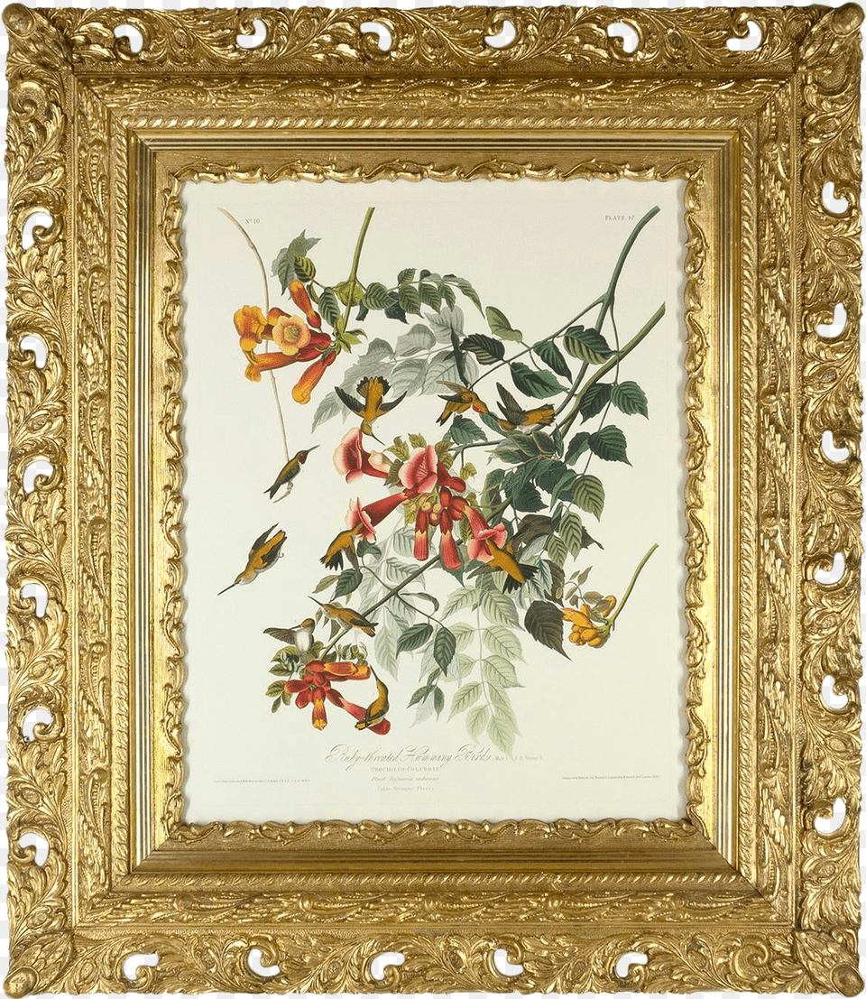 Antique Frame With Audubon Hummingbird Giclee Humming Trochilus, Art, Painting, Plant, Animal Free Png Download