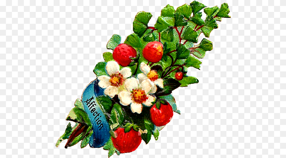 Antique Flower Clip Art White Rose And Vintage Strawberry, Flower Arrangement, Flower Bouquet, Plant, Leaf Free Png Download