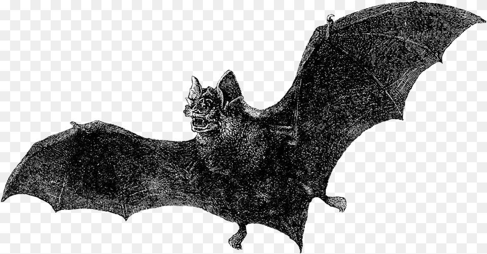 Antique Free Halloween Graphic Vintage Vampire Bat Vampire Bat Illustration, Animal, Mammal, Wildlife, Person Png Image