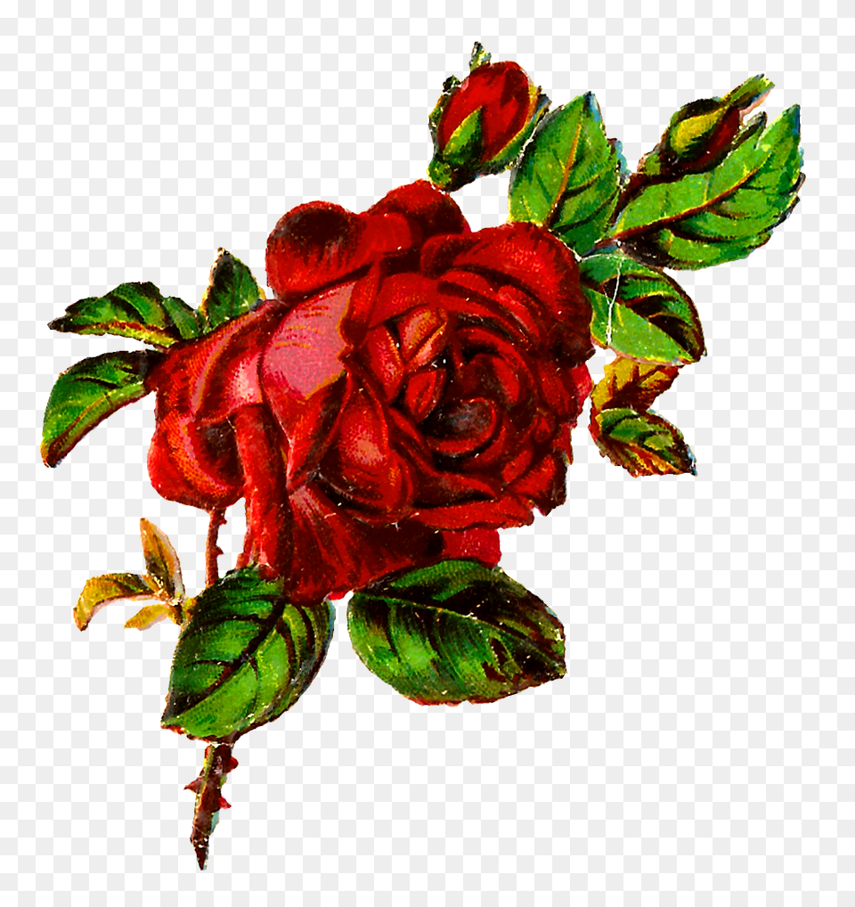 Antique Shabby Chic Red Rose Grunge Botanical, Flower, Plant, Flower Arrangement, Flower Bouquet Free Transparent Png
