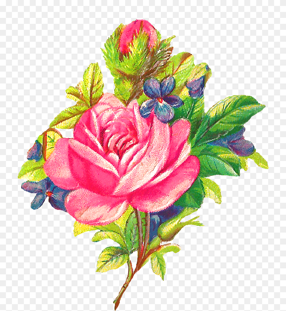 Antique Images Botanical Art Pink Rose Digital Flower Clip Art, Plant, Pattern, Leaf, Graphics Png