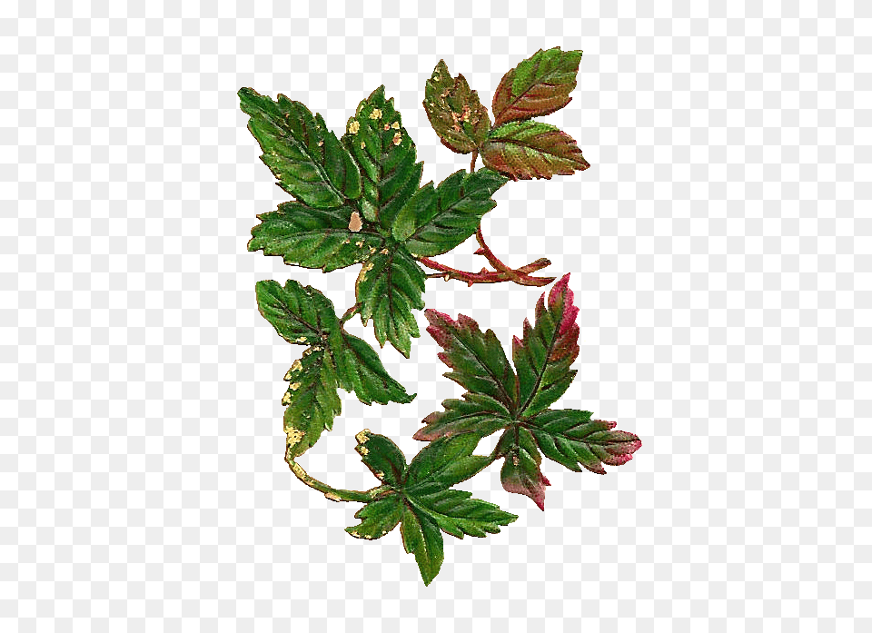 Antique Images Botanical Clip Art Distressed Leaf Digital, Plant, Tree, Oak, Sycamore Png