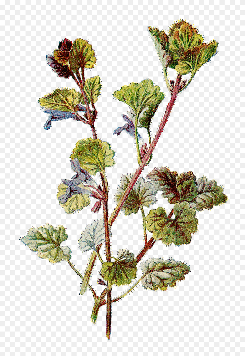Antique Images Botanical Graphic Flower Clip Art Of Ground Ivy, Grass, Herbal, Herbs, Leaf Png
