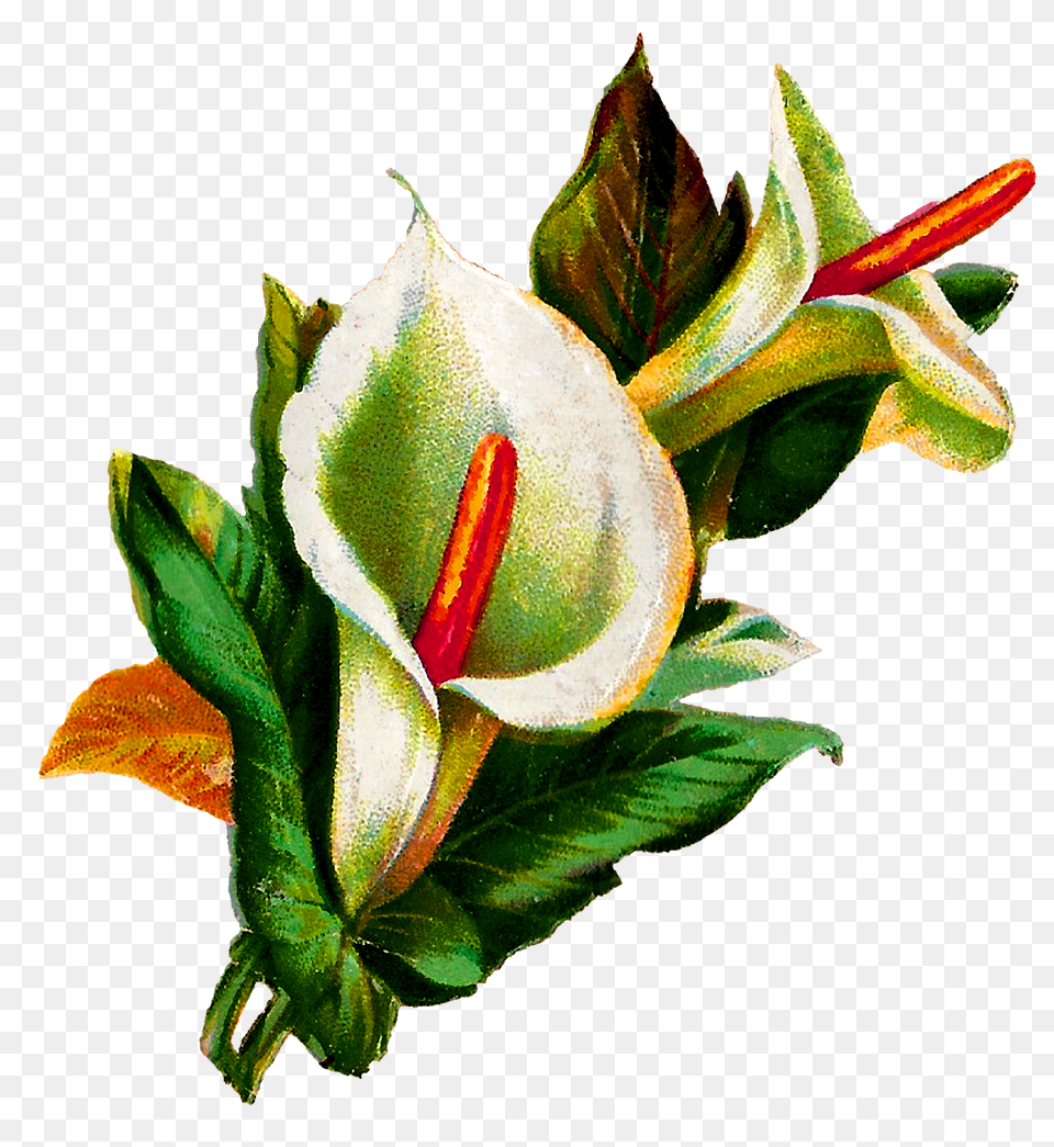 Antique Images Calla Lily Flower Digital Clip Art Botanical, Plant, Araceae, Anthurium, Rose Free Png