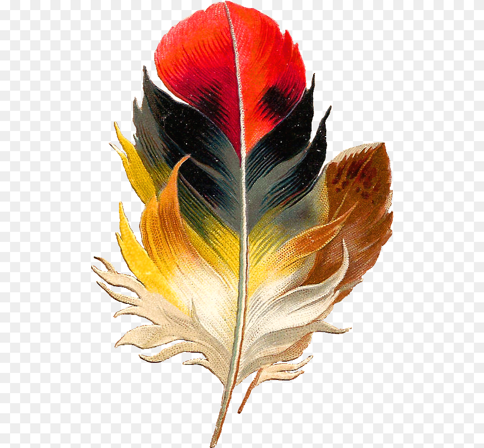 Antique Images Clip Art Beautiful Multi Colored Colorful Bird Feather, Leaf, Plant, Accessories, Flower Png Image