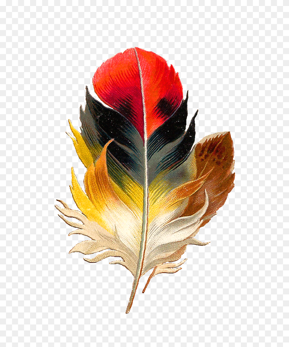 Antique Images Clip Art Beautiful Multi Colored Real Colorful Bird Feathers, Leaf, Plant, Accessories, Flower Png