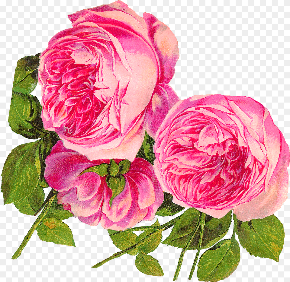 Antique Images Digital Botanical Artwork Pink Rose Clip Art Botanical Flower Illustration, Plant, Flower Arrangement, Flower Bouquet, Petal Free Png Download