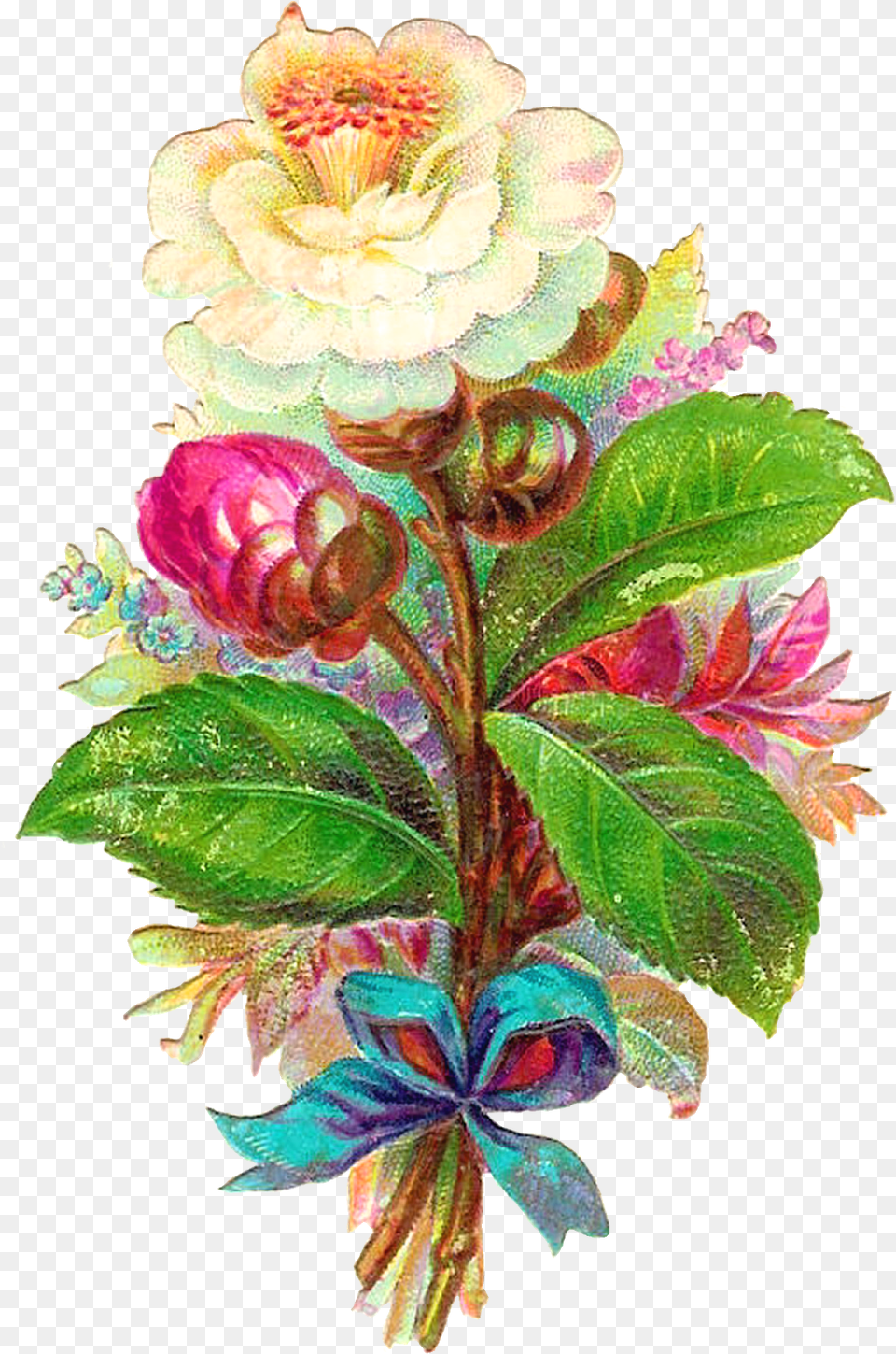 Antique Images Digital Flower White Camellia Vintage Clip Art, Graphics, Floral Design, Plant, Leaf Free Png Download