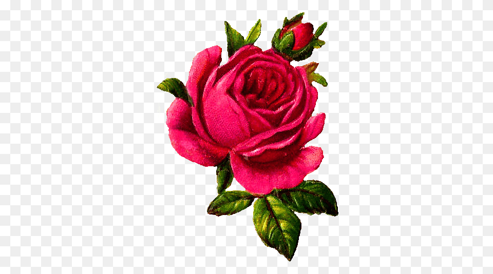 Antique Images Digital Pink Rose Download Flower Botanical Art, Plant Png Image